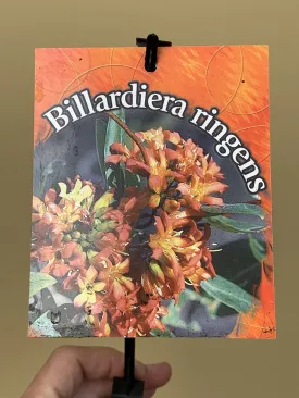 Billardiera ringens