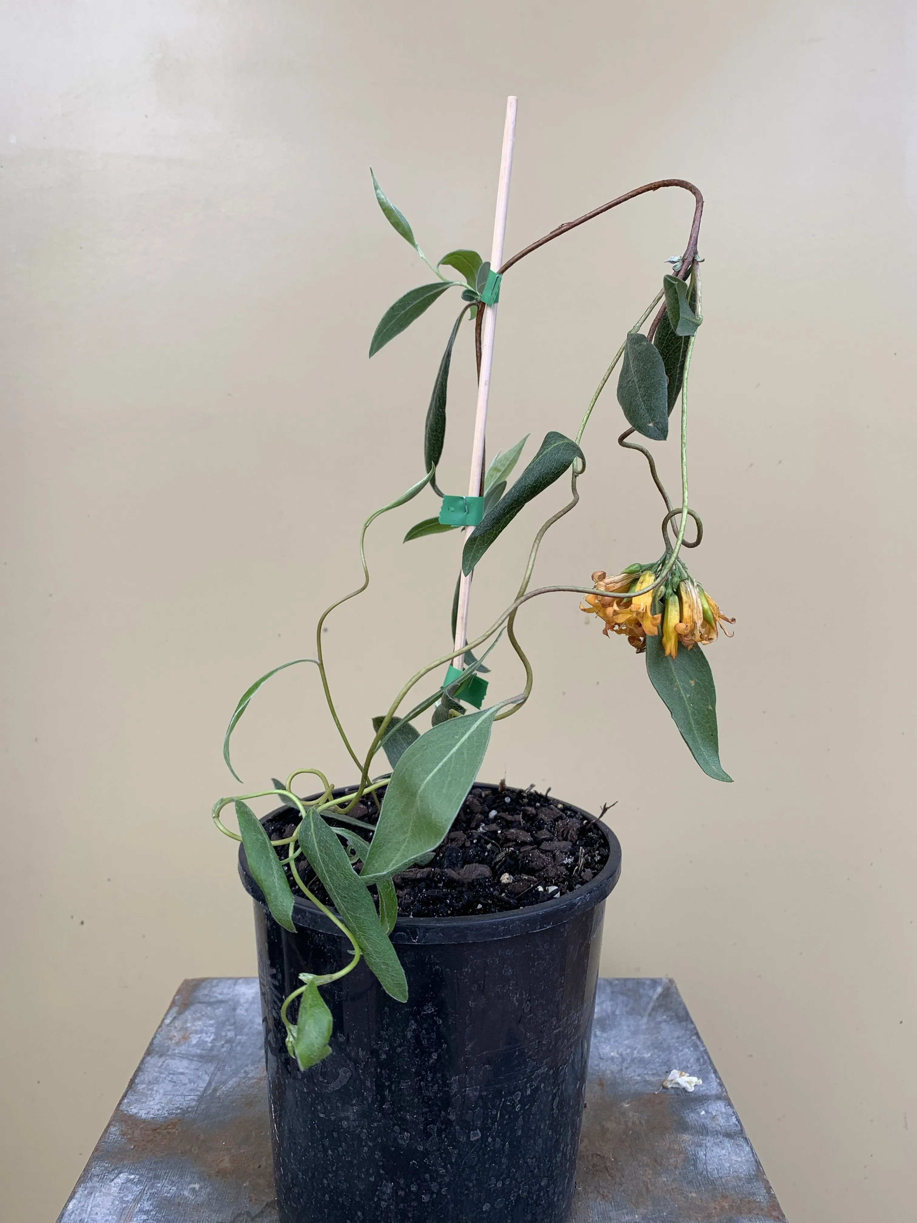 Billardiera ringens