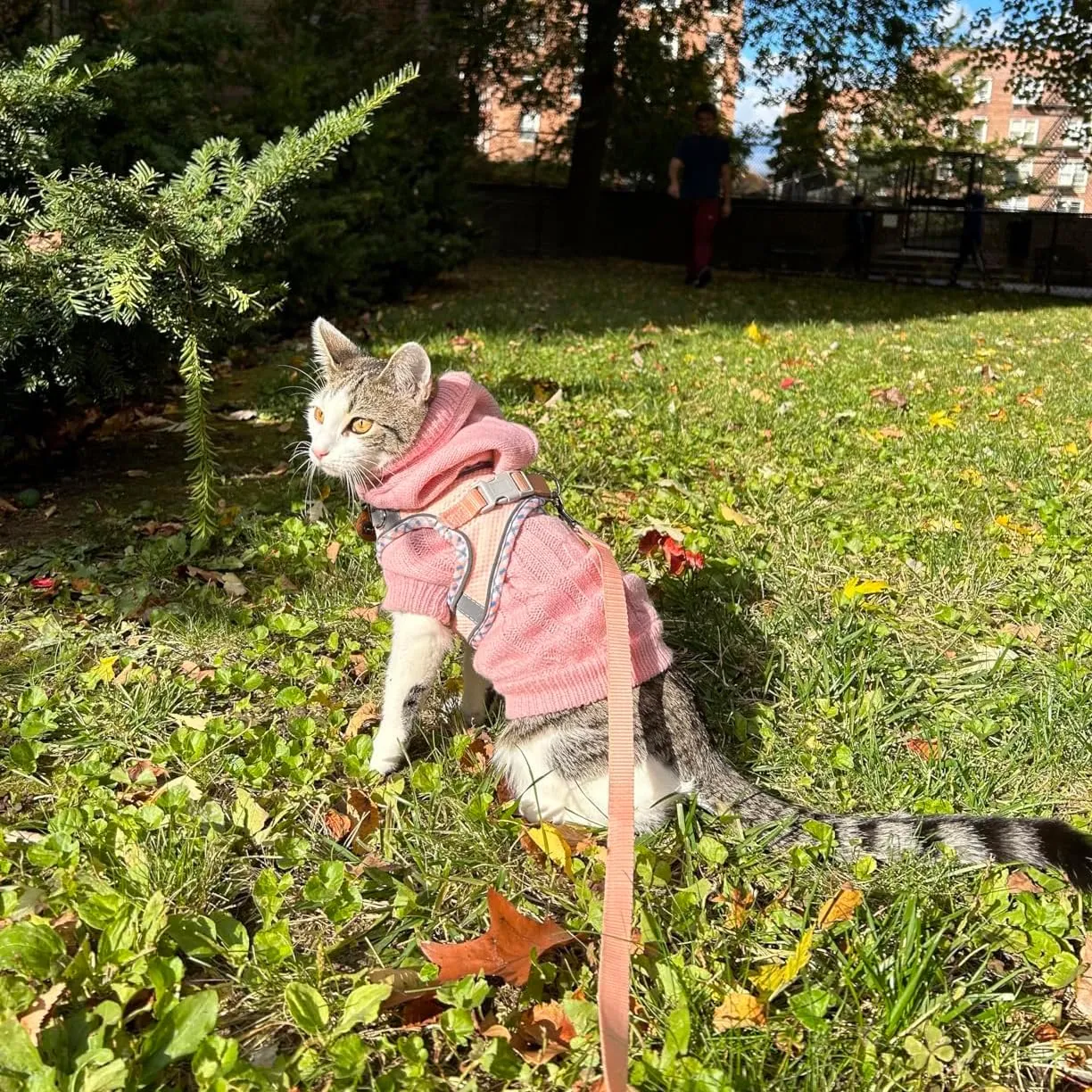 Dog Harness and Leash Set, No Pull Adjustable Reflective Pet Harness for Small Medium Dogs, Step in Vest Harness Easy Walk Dog Harness Outdoor Hiking Training for Small Dogs, Cats(Pink, XS)