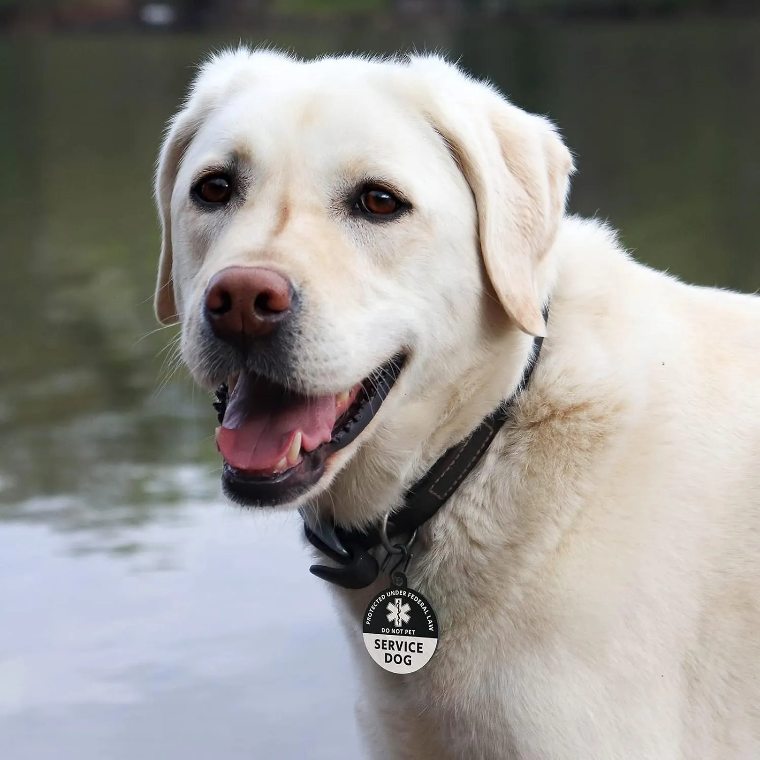 MYLUCKYTAG Service Dog ID, QR Code Stainless Steel Tag, Engraved, Durable, Digital Pet ID, Online Profile, Location Alert Email