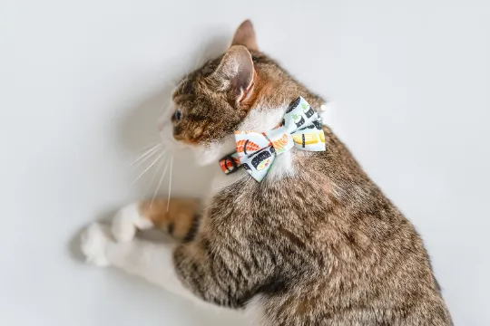 Personalized Cat Collar | Sushi Cat Collar | Duke & Fox®