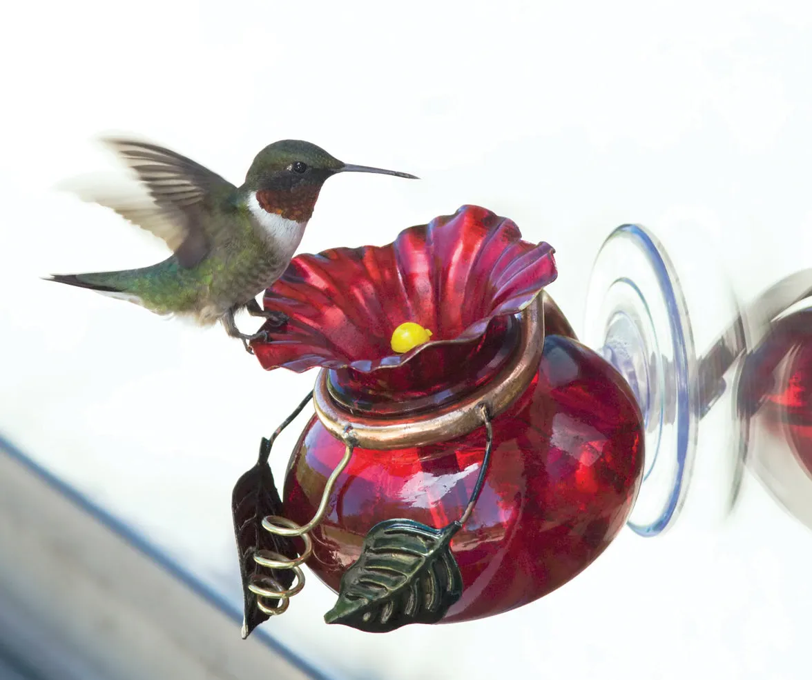 Window Watch Feeder